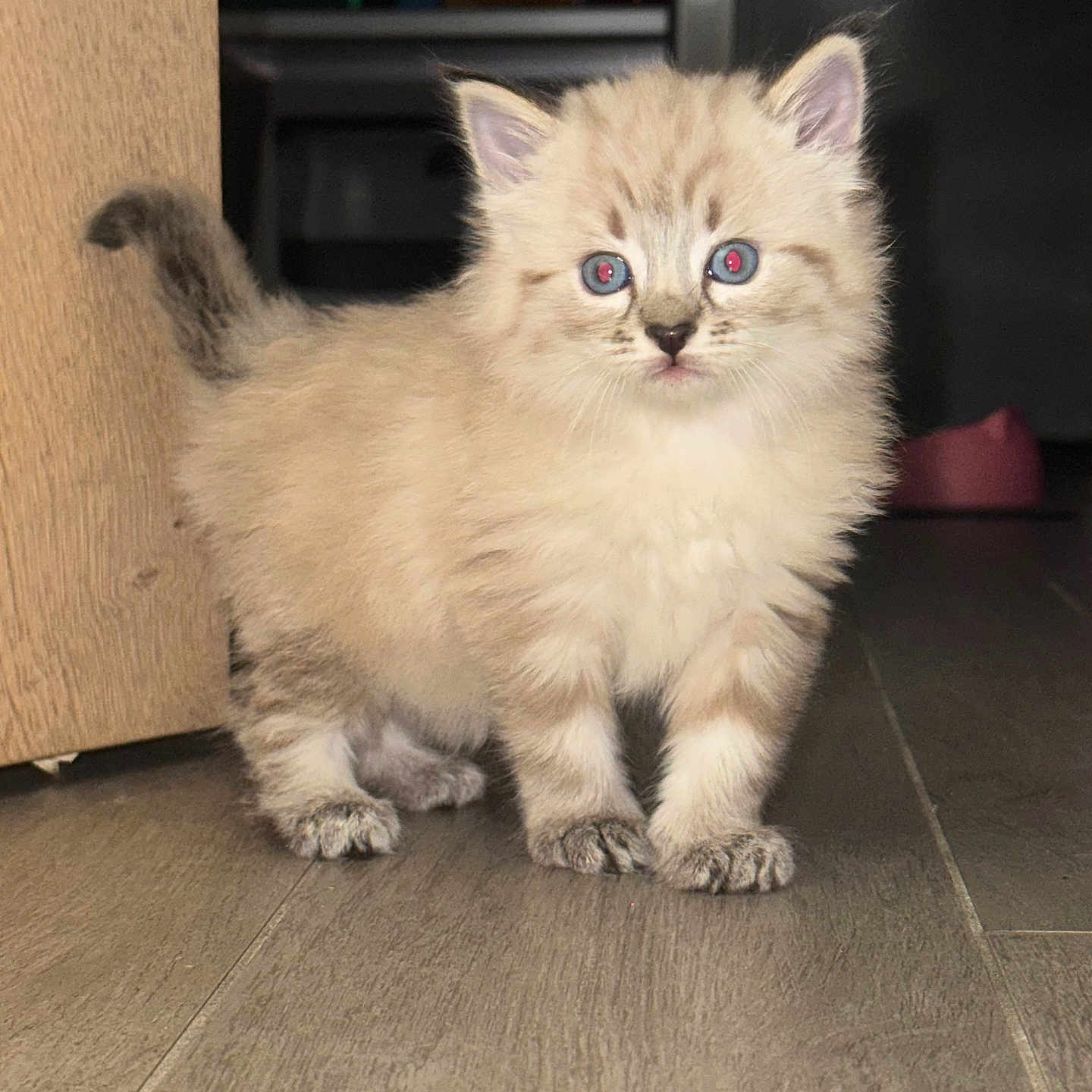 Rubis participe au concours pour gagner de l'argent avec cette photo : blue_eyes, cat, curious, cute, domestic_animal, ears, feline, fluffy, furniture, indoor, kitten, paws, pet, small, standing, tail, walking, whiskers, wooden_floor, young_animal