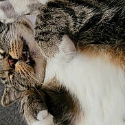 Itty Bitty joined the competition — help win amazing prizes! animal, blanket, cat, closeup, couch, cozy, cute, domestic_animal, feline, fur, indoor, mammal, paws, pet, relaxed, resting, sleepy, tabby, whiskers, yawning