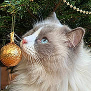 Toupy a rejoint le concours — aidez-le/la à gagner de superbes lots ! animal, blue_eyes, cat, celebration, christmas_tree, close_up, curious, decorations, feline, festive, fluffy_fur, golden_ball, holiday, indoor, nature, nose, ornament, pet, profile, whiskers
