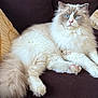 Toupy participe au concours pour gagner de l'argent avec cette photo : beige_fur, blue_eyes, cat, close_up, couch, cozy, domestic_cat, feline, fluffy, indoor, long_hair, paw, pet, pillow, pink_nose, relaxed, resting, sitting, tail, white_fur