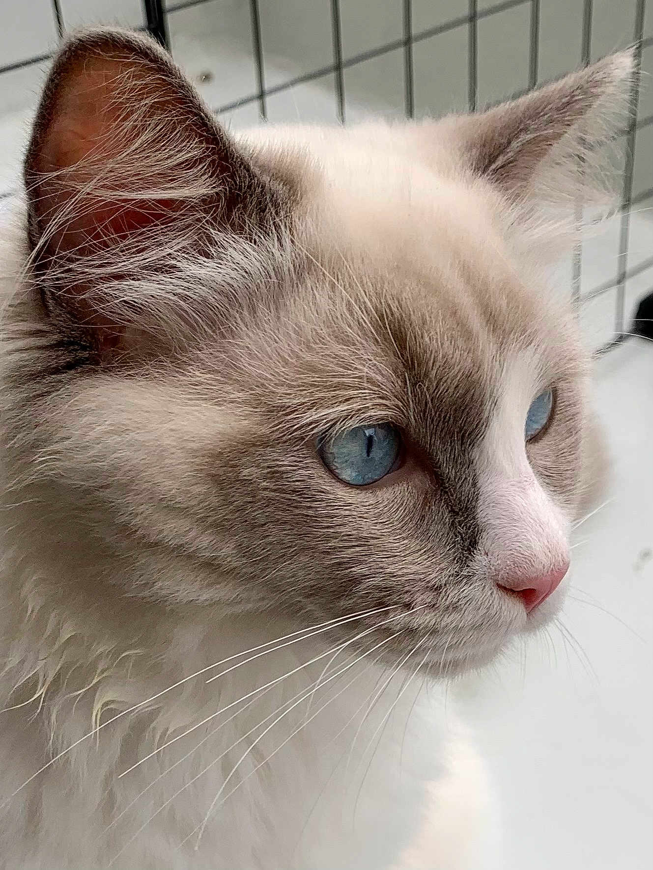 Toupy participe au concours pour gagner de l'argent avec cette photo : animal, background, blue_eyes, cat, close_up, cute, domestic_cat, ears, face, feline, fluffy, fur, indoor, looking_away, pet, pink_nose, portrait, side_profile, soft_light, whiskers