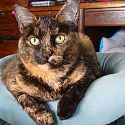 Oneri joined the competition — help win amazing prizes! cat, close_up, cozy, cushion, domestic_cat, ears, front_paws, fur, green_eyes, indoor, laying_down, living_space, looking_at_camera, pet, pillow, portrait, relaxed, tortoiseshell_cat, whiskers, wooden_furniture