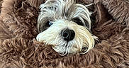 Chicken joined the competition — help win amazing prizes! dog, small_dog, shaggy_dog, pet, fur, furry_blanket, brown, white, gray, black_nose, eyes, portrait, close_up, cozy, indoor, couch, blanket, resting, cute, camouflage