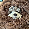 dog, small_dog, shaggy_dog, pet, fur, furry_blanket, brown, white, gray, black_nose, eyes, portrait, close_up, cozy, indoor, couch, blanket, resting, cute, camouflage