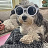 Chicken is registered to the contest to win money with this photo: dog, pet, sunglasses, fluffy, curly_fur, black_and_white, portrait, indoors, couch, blanket, cozy, living_room, window, blinds, plant, lamp, relaxed, fashionable, funny, close_up