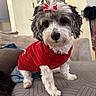 Chicken joined the competition — help win amazing prizes! dog, puppy, small_dog, fluffy, black_and_white, red_sweater, red_bow, bow, clothing, sitting, couch, indoors, living_room, pet, portrait, cute, adorable, long_hair, white_fur, gray_fur