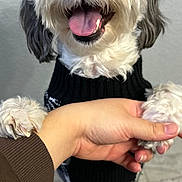 Chicken joined the competition — help win amazing prizes! dog, pet, shaggy_dog, black_and_white, fluffy, smiling, open_mouth, tongue, paws, sweater, clothing, hand, human, indoor, portrait, close_up, standing, gray_background, carpet, cute
