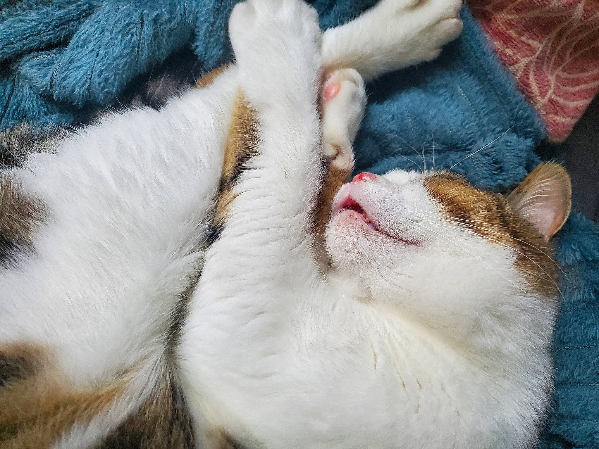 Umi a rejoint le concours — aidez-le/la à gagner de superbes lots ! carnivore, cat, claw, comfort, domestic_short_haired_cat, fawn, felidae, foot, fur, gesture, love, nap, paw, sky, sleep, small_to_medium_sized_cats, snout, tail, whiskers, yawn