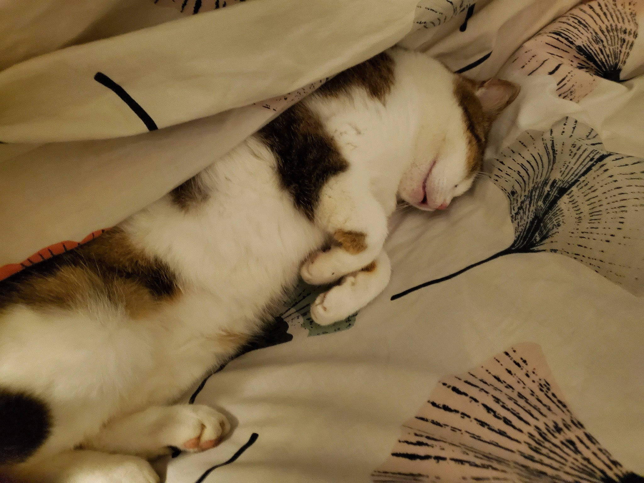 Umi a rejoint le concours — aidez-le/la à gagner de superbes lots ! bed_sheet, bedding, bedtime, carnivore, cat, comfort, companion_dog, domestic_short_haired_cat, fawn, felidae, fur, linens, mammal, nap, paw, sleep, small_to_medium_sized_cats, tail, textile, whiskers