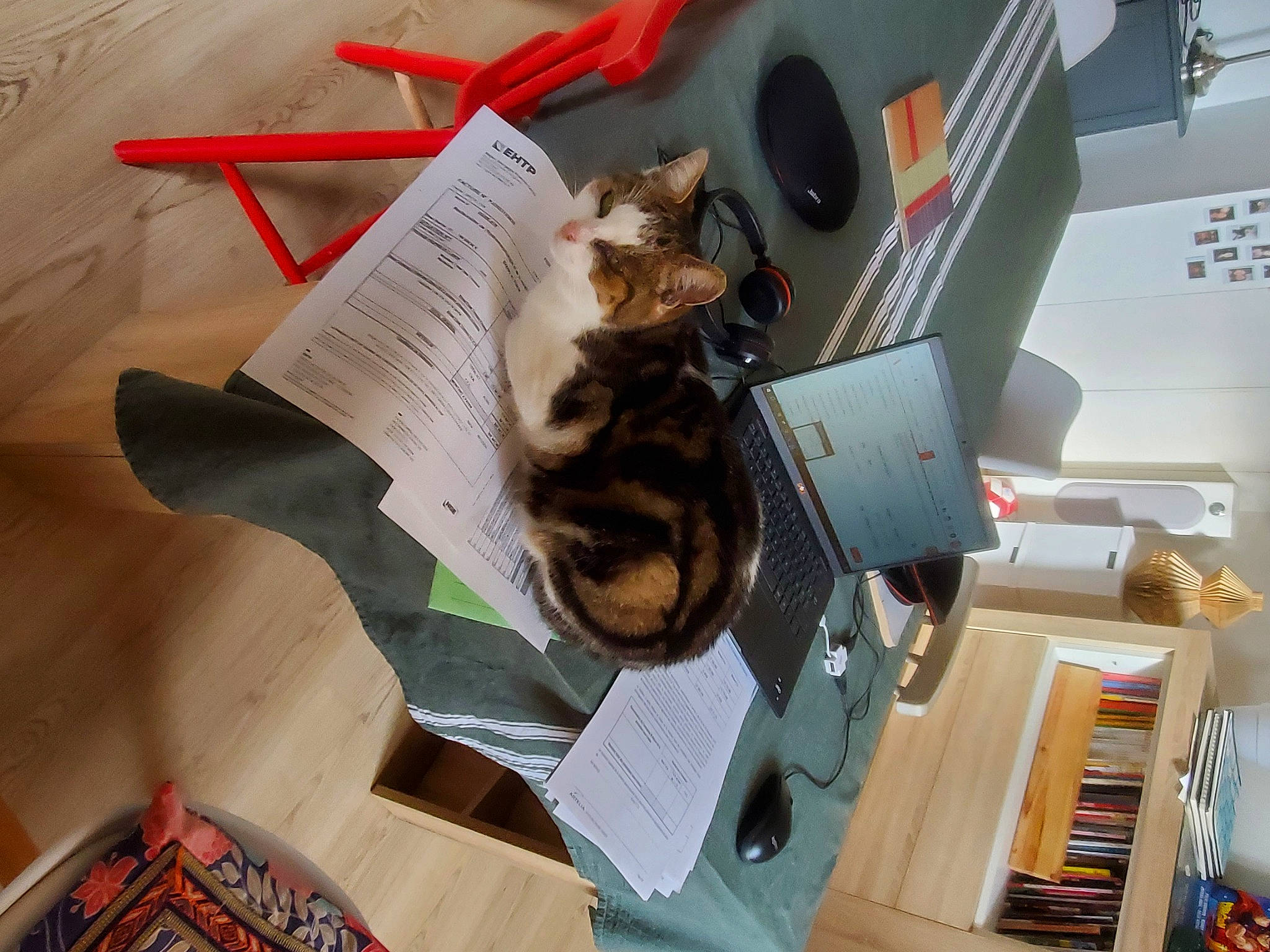 Umi a rejoint le concours — aidez-le/la à gagner de superbes lots ! cardboard, carnivore, cat, comfort, computer_keyboard, domestic_short_haired_cat, eyewear, felidae, fur, lap, laptop, office_equipment, office_supplies, paper, paper_product, printer, printer_tray, small_to_medium_sized_cats, table, whiskers