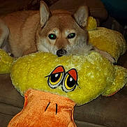 Keiko is registered to the contest to win money with this photo: animal, brown, canine, closeup, comfort, couch, cute, dog, ears, fur, home, indoor, pet, plush_toy, relaxed, resting, snout, stuffed_animal, toy, yellow_duck