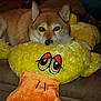 animal, brown, canine, closeup, comfort, couch, cute, dog, ears, fur, home, indoor, pet, plush_toy, relaxed, resting, snout, stuffed_animal, toy, yellow_duck