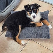 Nova participe au concours pour gagner de l'argent avec cette photo : puppy, dog, pet, tricolor, pillow, floor, tile, indoors, cute, animal, fur, laying, resting, young, canine, looking, cozy, bed, comfort, domestic