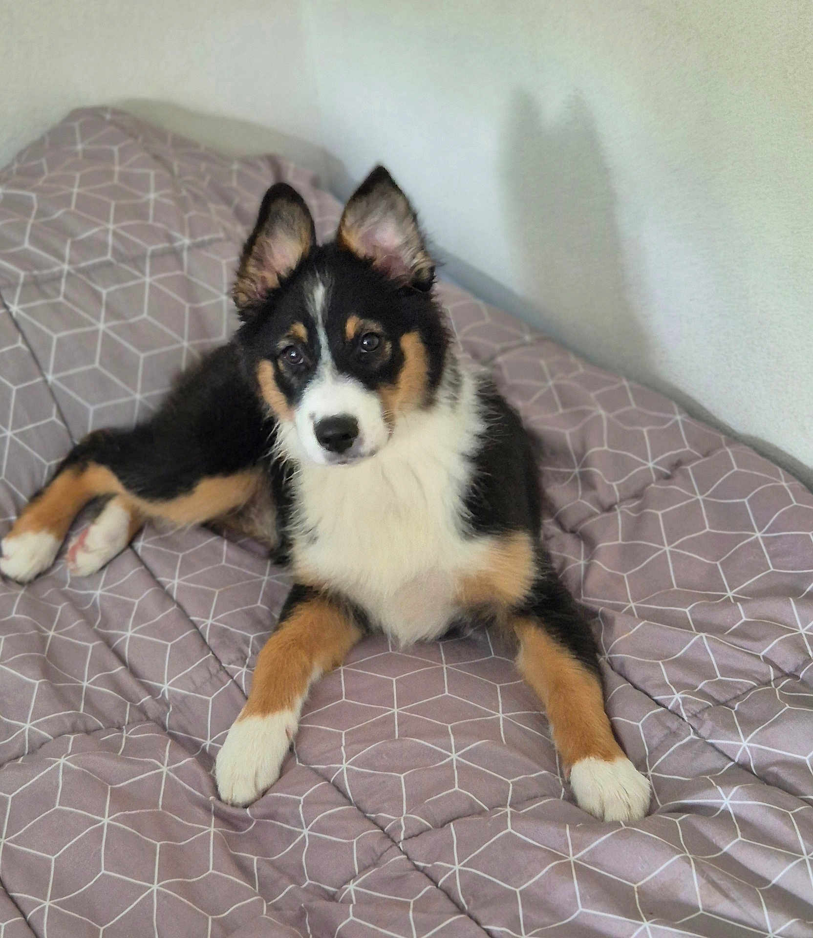 Nova