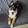 Nova a rejoint le concours — aidez-le/la à gagner de superbes lots ! puppy, dog, tricolor, bed, indoor, pet, fur, animal, cute, smiling, laying_down, young, canine, friendly, happy, quilt, domestic, companion, mammal, bedspread