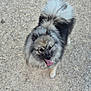 Nala participe au concours pour gagner de l'argent avec cette photo : dog, canine, fluffy, tongue_out, happy, pet, outdoor, gravel, fur, animal, mammal, cute, looking_up, standing, tail, ears, snout, friendly, portrait, nature