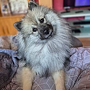 Nala participe au concours pour gagner de l'argent avec cette photo : dog, fluffy, pet, indoor, bed, blanket, curious, head_tilt, living_room, furniture, television, cozy, animal, cute, portrait, canine, fur, companion, domestic, relaxed