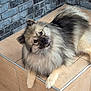 dog, fluffy, pet, animal, canine, fur, head_tilt, cute, indoors, tile_floor, step, resting, looking_up, portrait, face, ears, paw, fur_pattern, companion, domestic