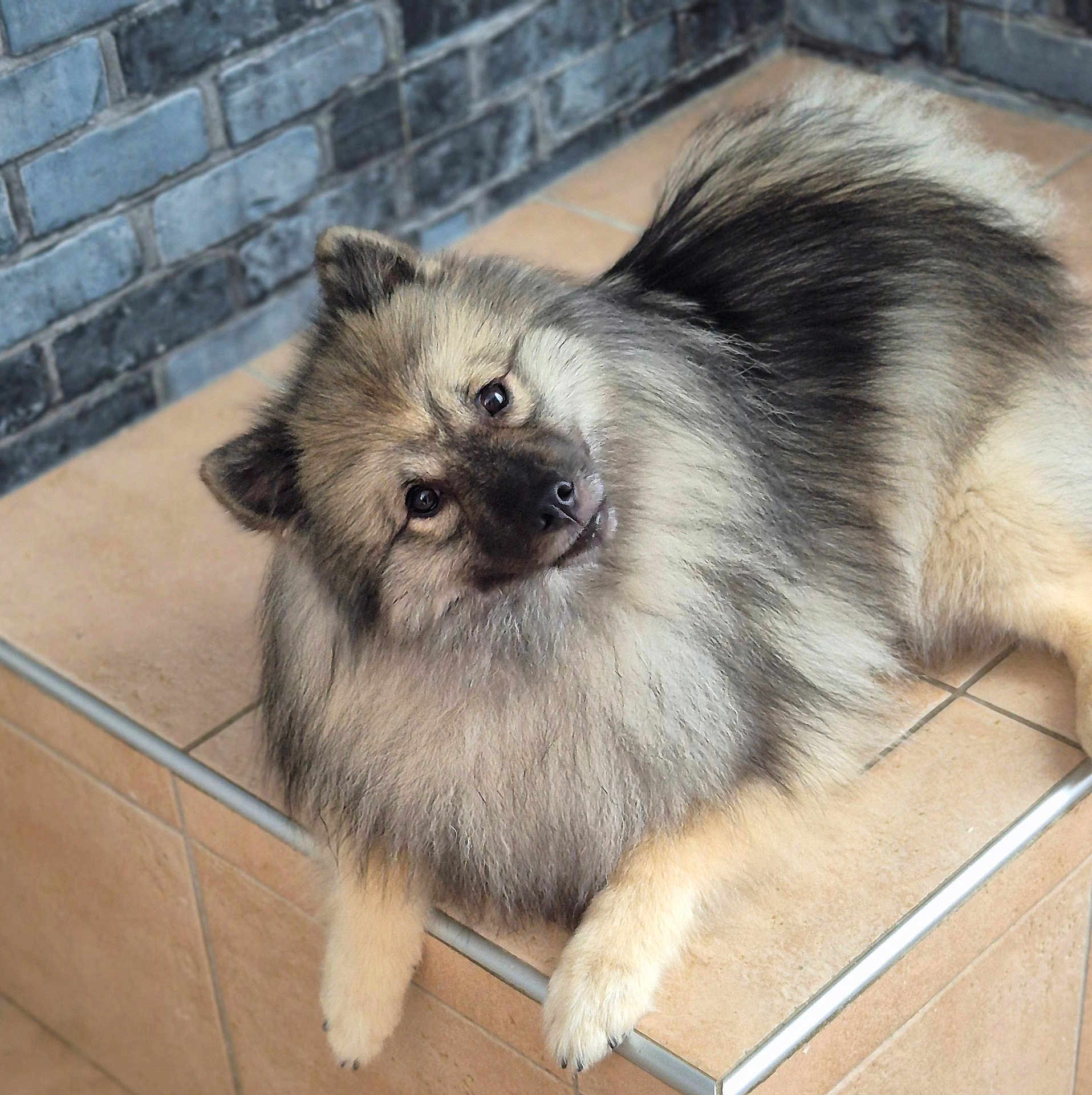 Nala a rejoint le concours — aidez-le/la à gagner de superbes lots ! dog, fluffy, pet, animal, canine, fur, head_tilt, cute, indoors, tile_floor, step, resting, looking_up, portrait, face, ears, paw, fur_pattern, companion, domestic