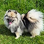 Nala participe au concours pour gagner de l'argent avec cette photo : dog, fluffy, outdoor, grass, pet, canine, tongue_out, happy, nature, fur, animal, daylight, greenery, standing, mammal, summer, playful, friendly, companion, adorable