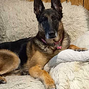 Valzoy is registered to the contest to win money with this photo: dog, german_shepherd, pet, canine, animal, indoor, fluffy_blanket, resting, ears_up, collar, brown, black, fur, wood_panel_wall, relaxed, looking_at_camera, domestic, muzzle, paw, lying_down