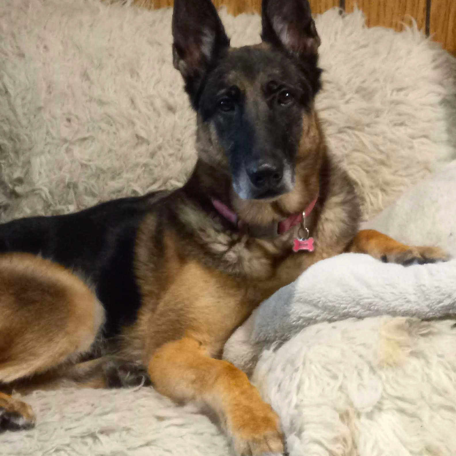 Valzoy is registered to the contest to win money with this photo: animal, black, brown, canine, collar, dog, domestic, ears_up, fluffy_blanket, fur, german_shepherd, indoor, looking_at_camera, lying_down, muzzle, paw, pet, relaxed, resting, wood_panel_wall