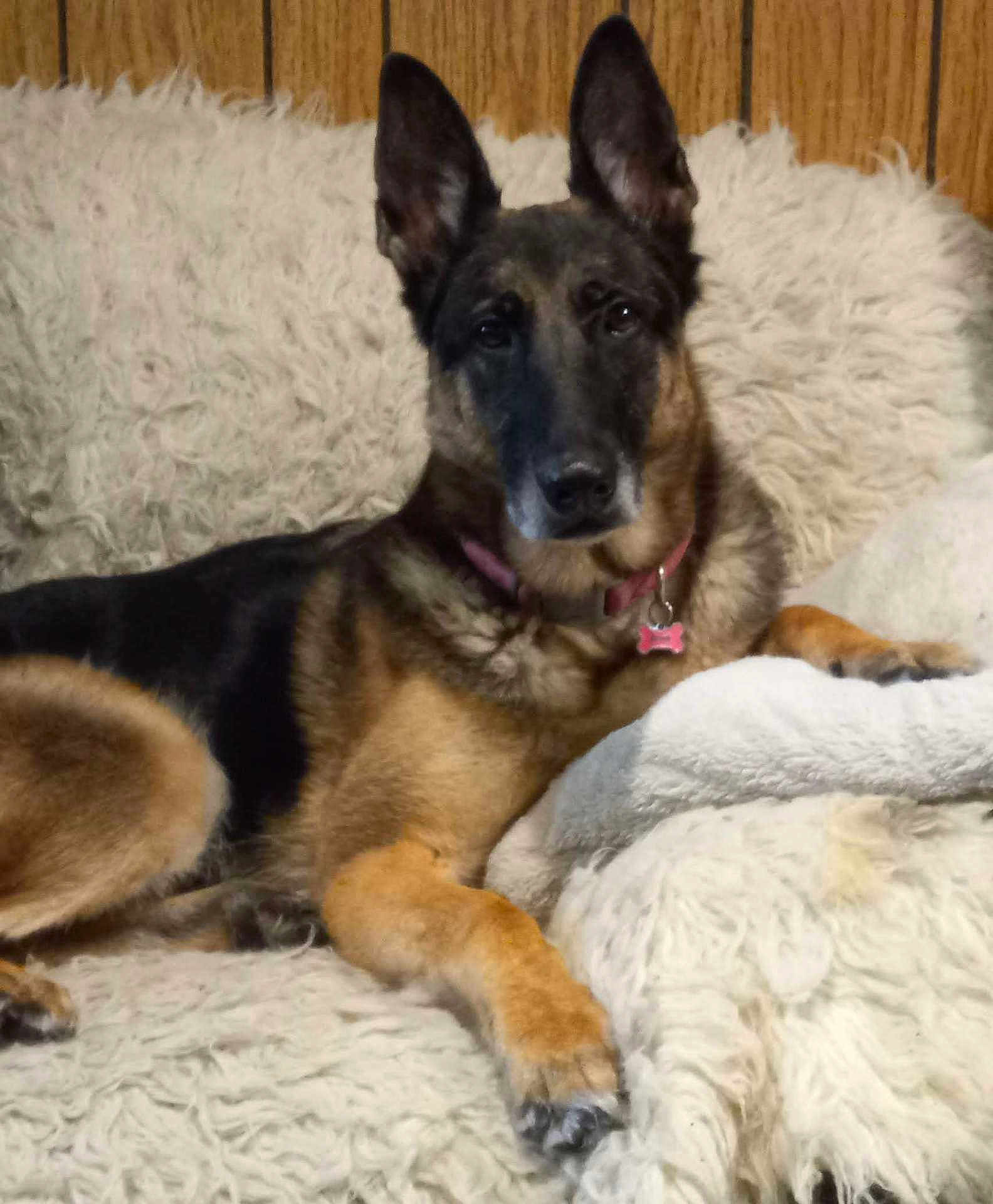 Valzoy is registered to the contest to win money with this photo: dog, german_shepherd, pet, canine, animal, indoor, fluffy_blanket, resting, ears_up, collar, brown, black, fur, wood_panel_wall, relaxed, looking_at_camera, domestic, muzzle, paw, lying_down