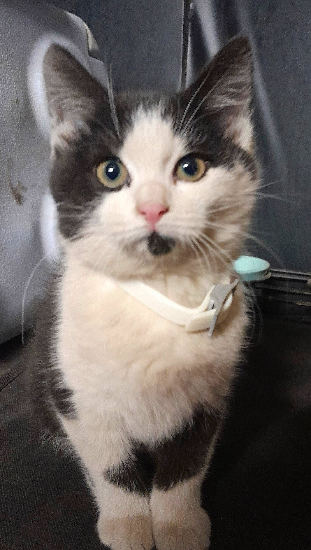 Bell joined the competition — help win amazing prizes! box, carnivore, cat, claw, domestic_short_haired_cat, ear, eye, felidae, fur, hair, head, moustache, paw, small_to_medium_sized_cats, snout, tail, whiskers, window