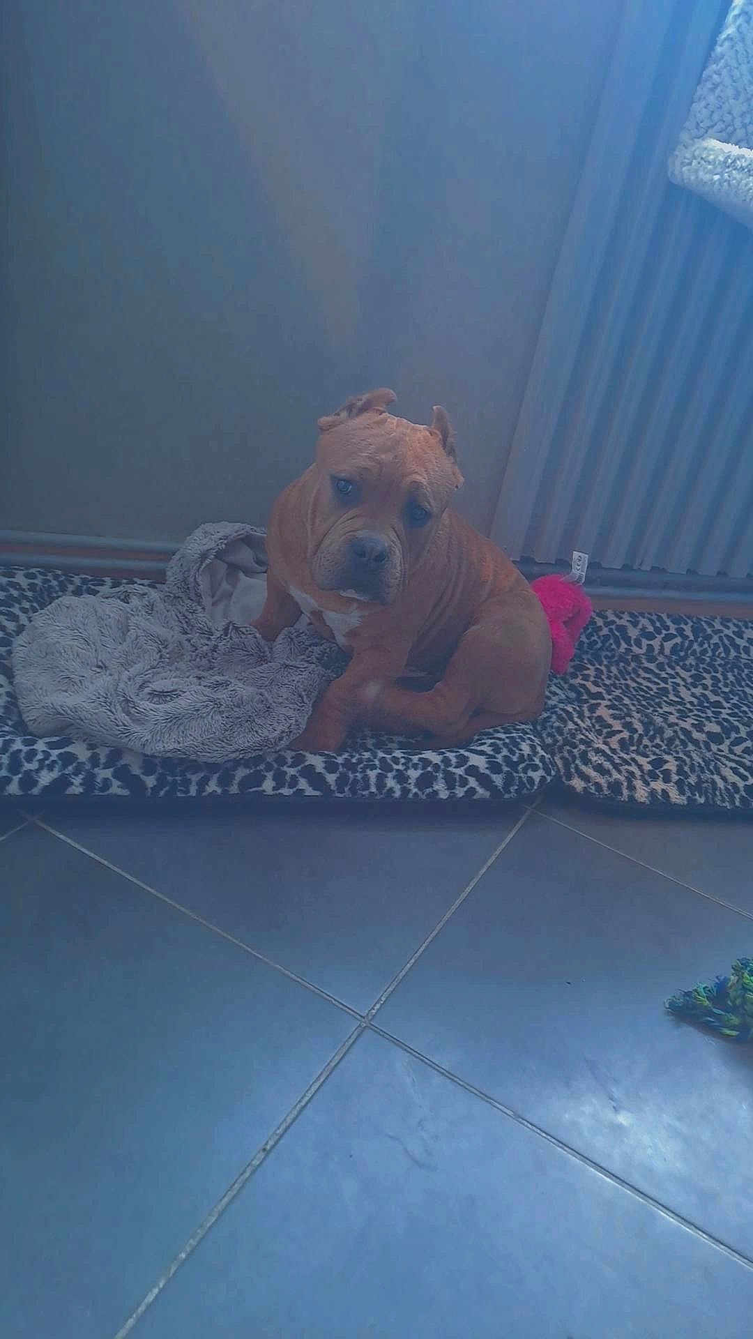 Scare participe au concours pour gagner de l'argent avec cette photo : dog, brown_dog, pet_bed, blanket, toy, indoor, tile_floor, leopard_print, pet, animal, wrinkled_skin, sitting, looking, curious, cozy, home, domestic_animal, floor, wall, radiator