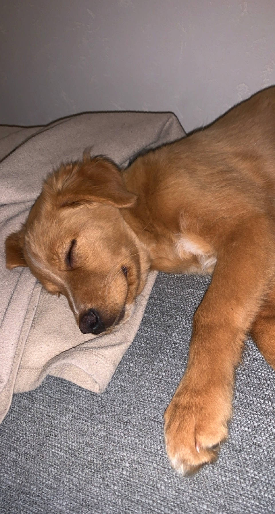 Alya a rejoint le concours — aidez-le/la à gagner de superbes lots ! canidae, carnivore, comfort, companion_dog, dog, dog_breed, fawn, flooring, foot, fur, hardwood, liver, paw, snout, sporting_group, tail, terrestrial_animal, whiskers, wood, working_animal