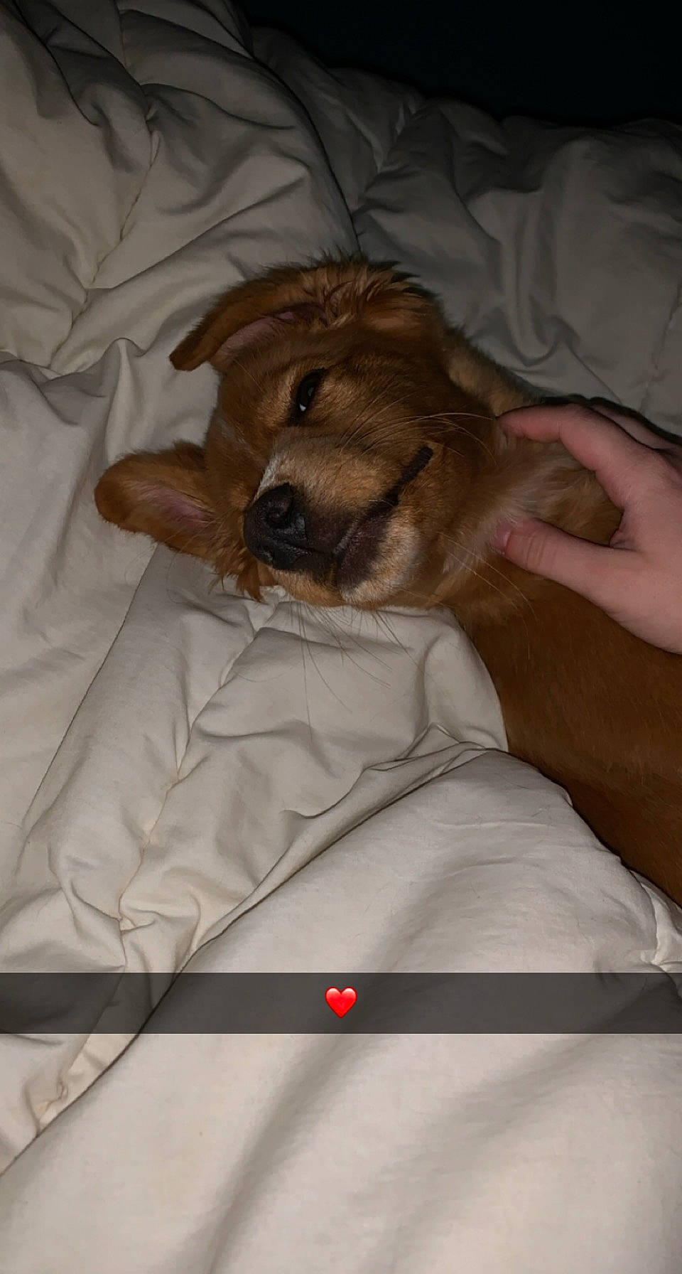 Alya participe au concours pour gagner de l'argent avec cette photo : bed, bedtime, canidae, carnivore, comfort, companion_dog, dog, dog_breed, fawn, felidae, fur, linens, liver, nap, room, snout, sporting_group, toy_dog, whiskers, working_animal