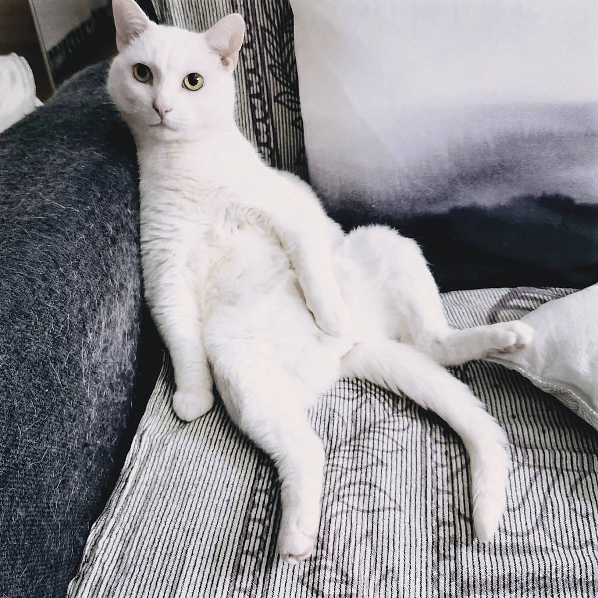 Typex a rejoint le concours — aidez-le/la à gagner de superbes lots ! asian, black_and_white, burmilla, carnivore, cat, colorpoint_shorthair, domestic_short_haired_cat, felidae, fur, khao_manee, mammal, small_to_medium_sized_cats, tail, turkish_angora, vertebrate, whiskers, white