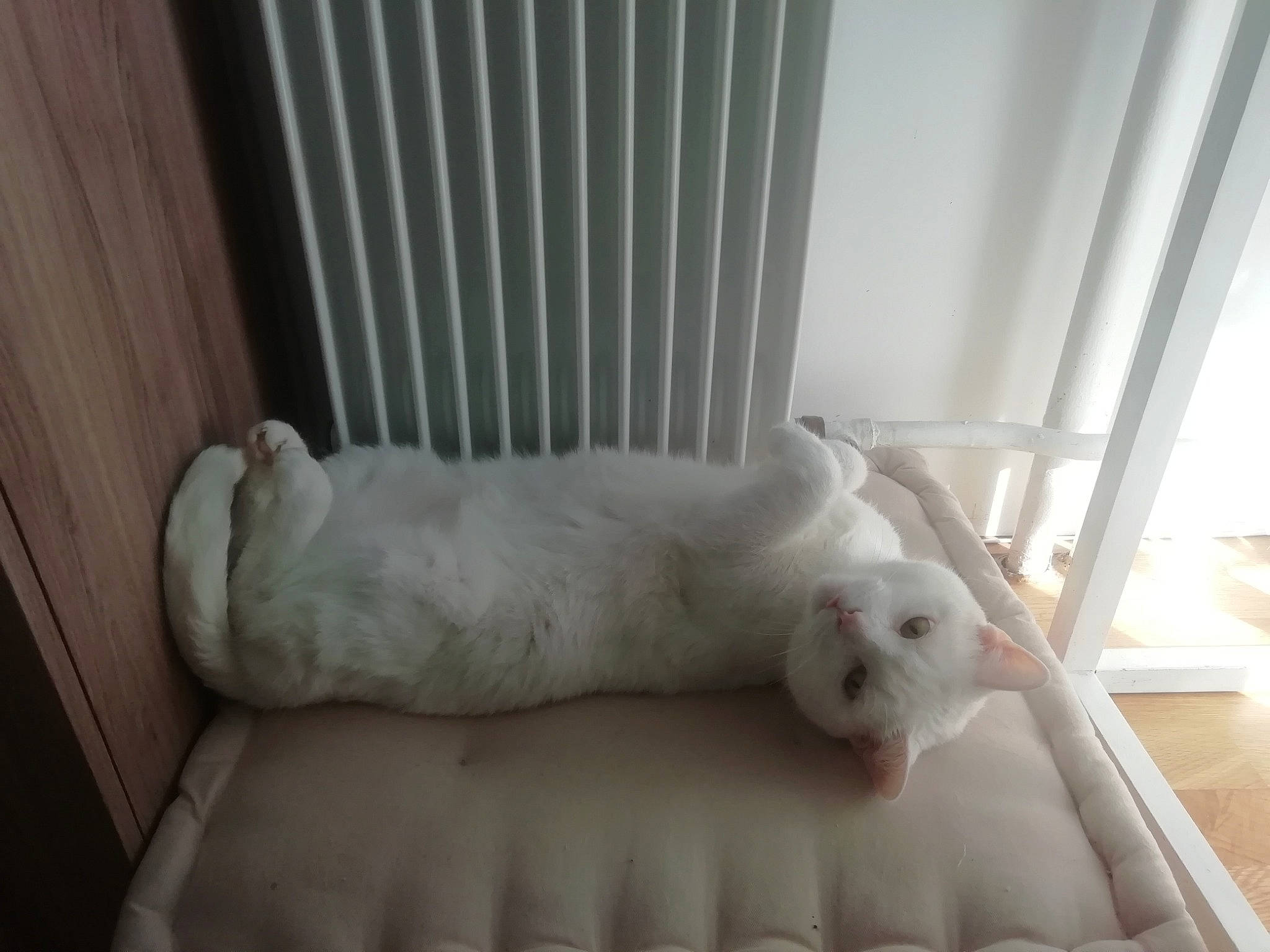 Typex participe au concours pour gagner de l'argent avec cette photo : bed, bichon, canidae, carnivore, companion_dog, dog, dog_breed, furniture, maltese, non_sporting_group