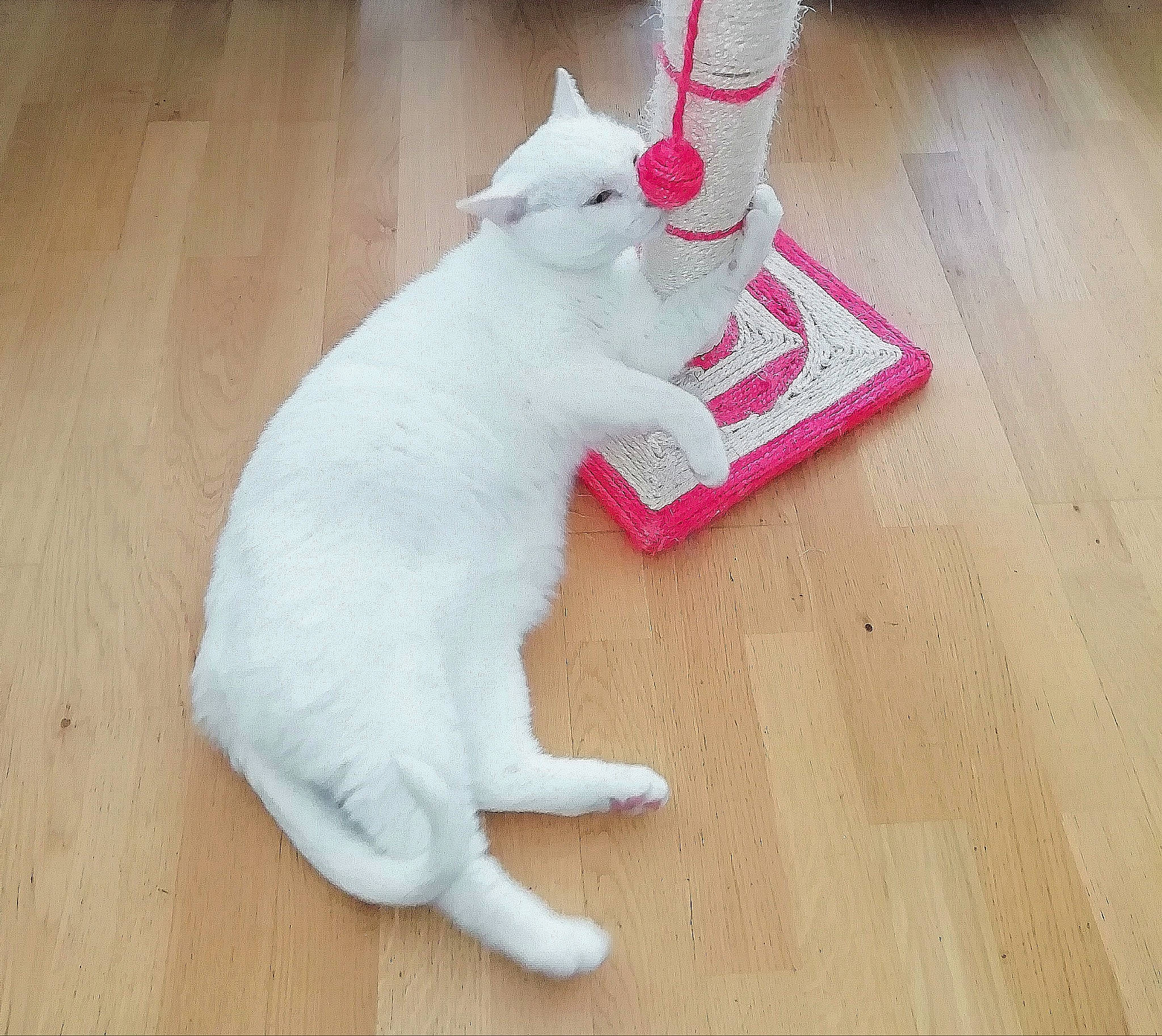 Typex participe au concours pour gagner de l'argent avec cette photo : carnivore, cat, felidae, floor, flooring, hardwood, khao_manee, paw, pink, small_to_medium_sized_cats, tail, whiskers, white