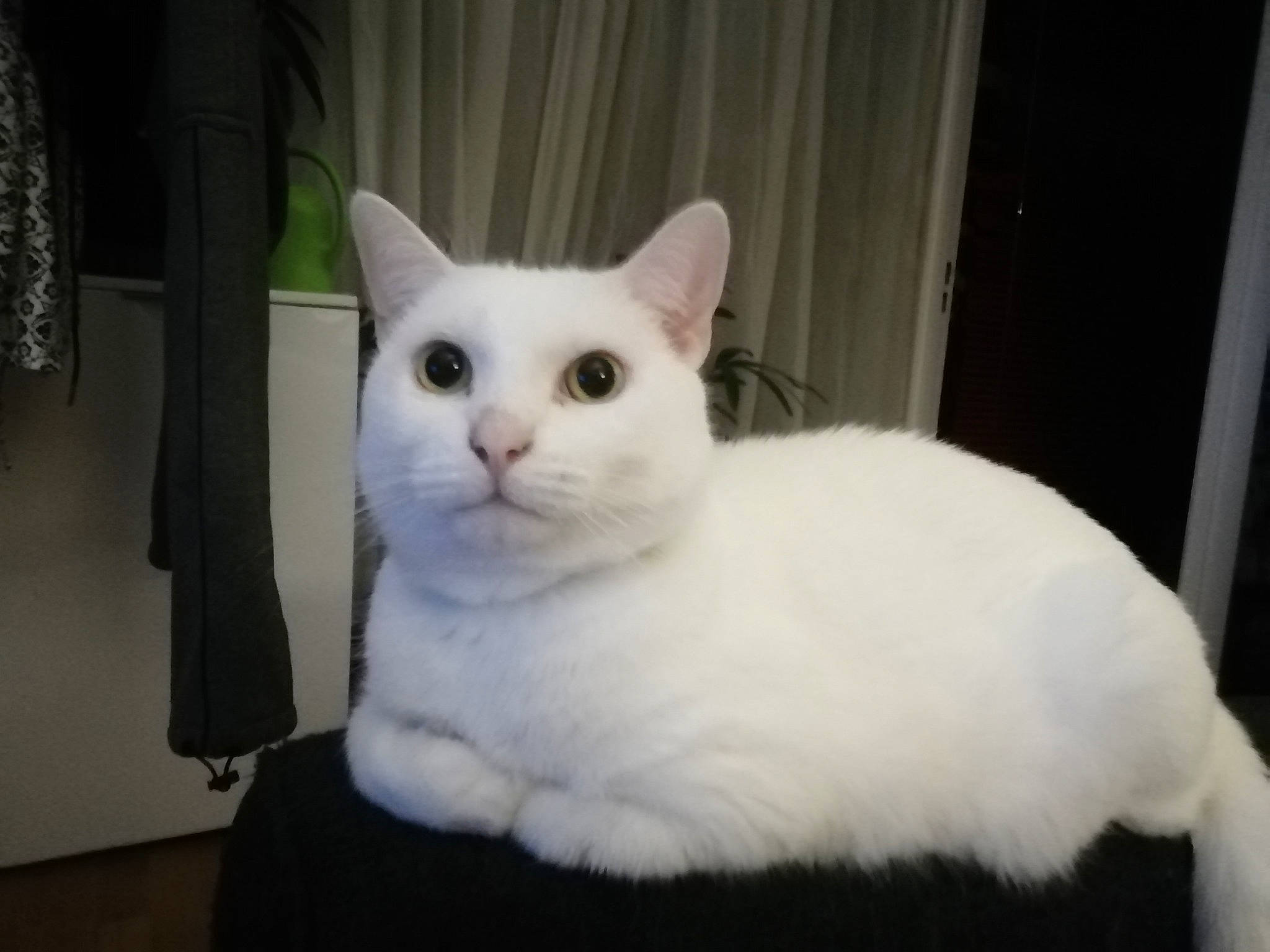 Typex a rejoint le concours — aidez-le/la à gagner de superbes lots ! asian, burmilla, carnivore, cat, colorpoint_shorthair, domestic_short_haired_cat, ear, eye, felidae, fur, japanese_bobtail, javanese, khao_manee, mammal, small_to_medium_sized_cats, tail, turkish_angora, turkish_van, vertebrate, whiskers