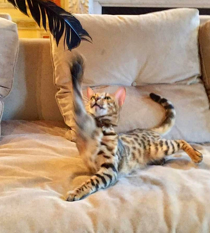 Chouca participe au concours pour gagner de l'argent avec cette photo : bed_sheet, bedding, bengal, carnivore, cat, felidae, fur, kitten, mammal, savannah, small_to_medium_sized_cats, textile, toyger, vertebrate, whiskers, wildlife