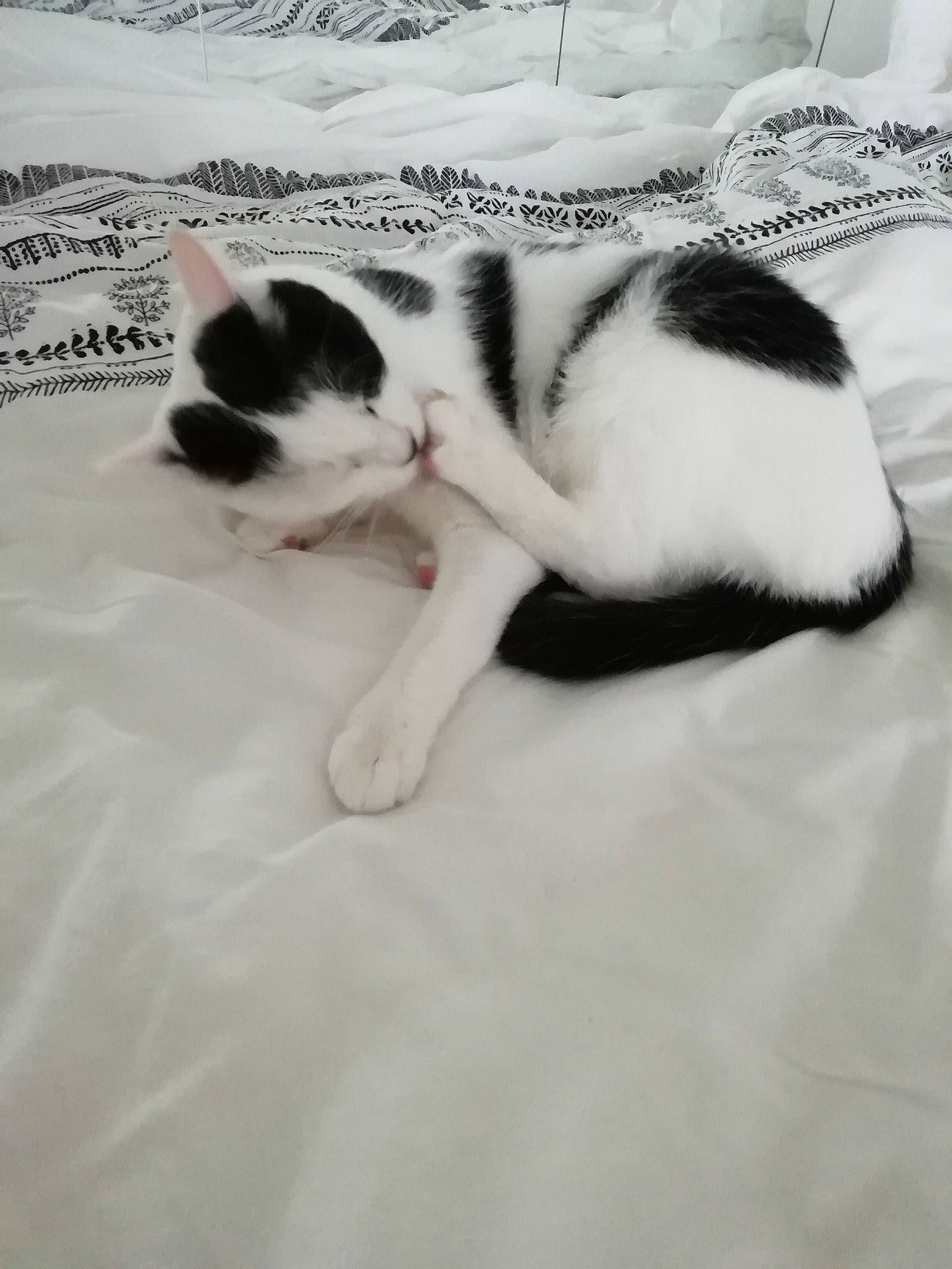 Louna participe au concours pour gagner de l'argent avec cette photo : aegean_cat, black_and_white, carnivore, cat, domestic_short_haired_cat, eye, felidae, fur, kitten, leg, nap, paw, polydactyl_cat, skin, sleep, small_to_medium_sized_cats, snout, tail, whiskers, white