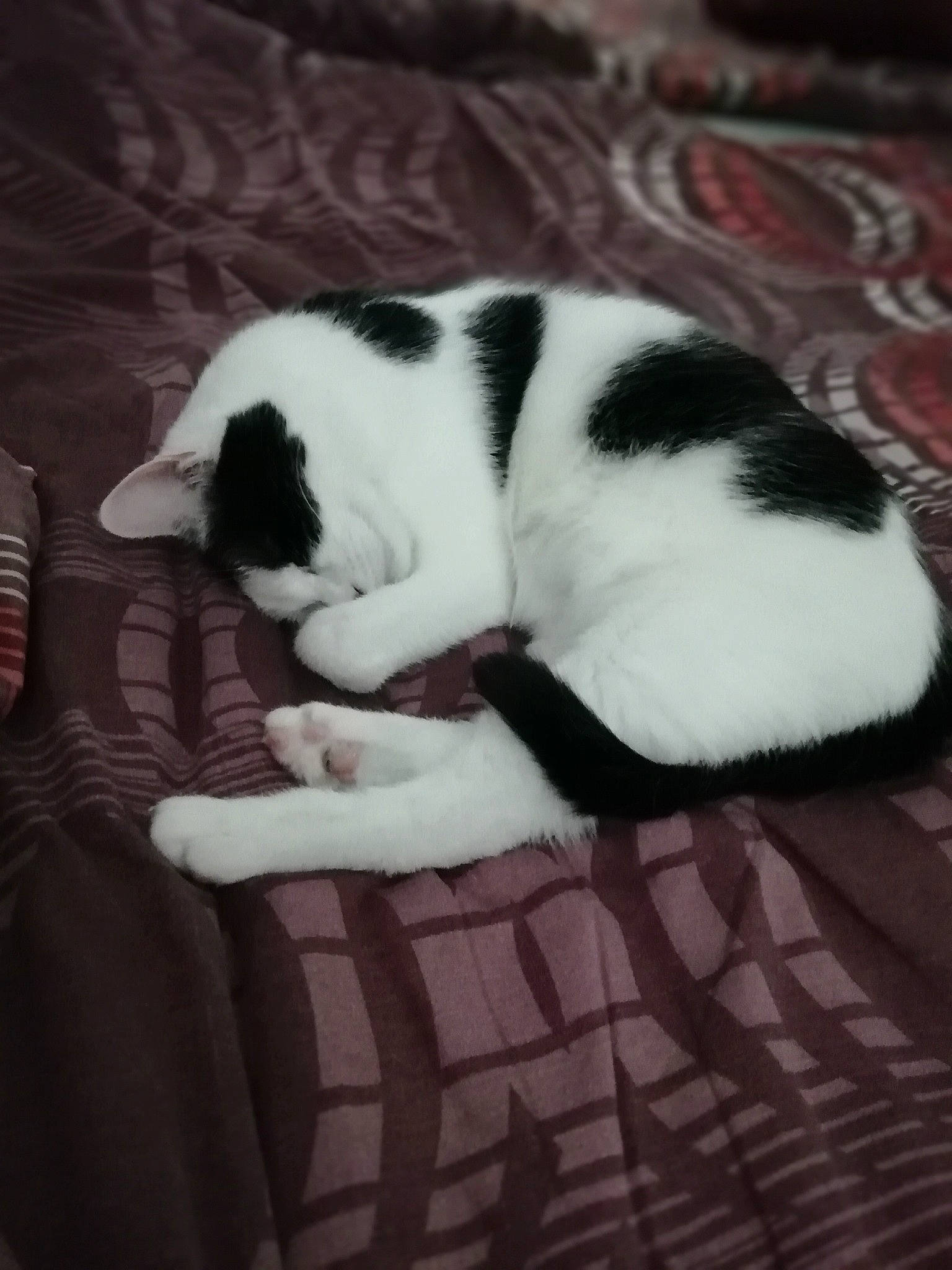 Louna a rejoint le concours — aidez-le/la à gagner de superbes lots ! canidae, carnivore, cat, companion_dog, dog, dog_breed, felidae, nap, puppy, sporting_group, tail, whiskers