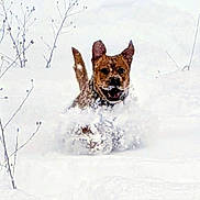 Peanutbutter is registered to the contest to win money with this photo: dog, snow, winter, outdoor, animal, playful, fur, happy, nature, cold, landscape, excited, pet, mammal, canine, white, snowy, joyful, running, ears
