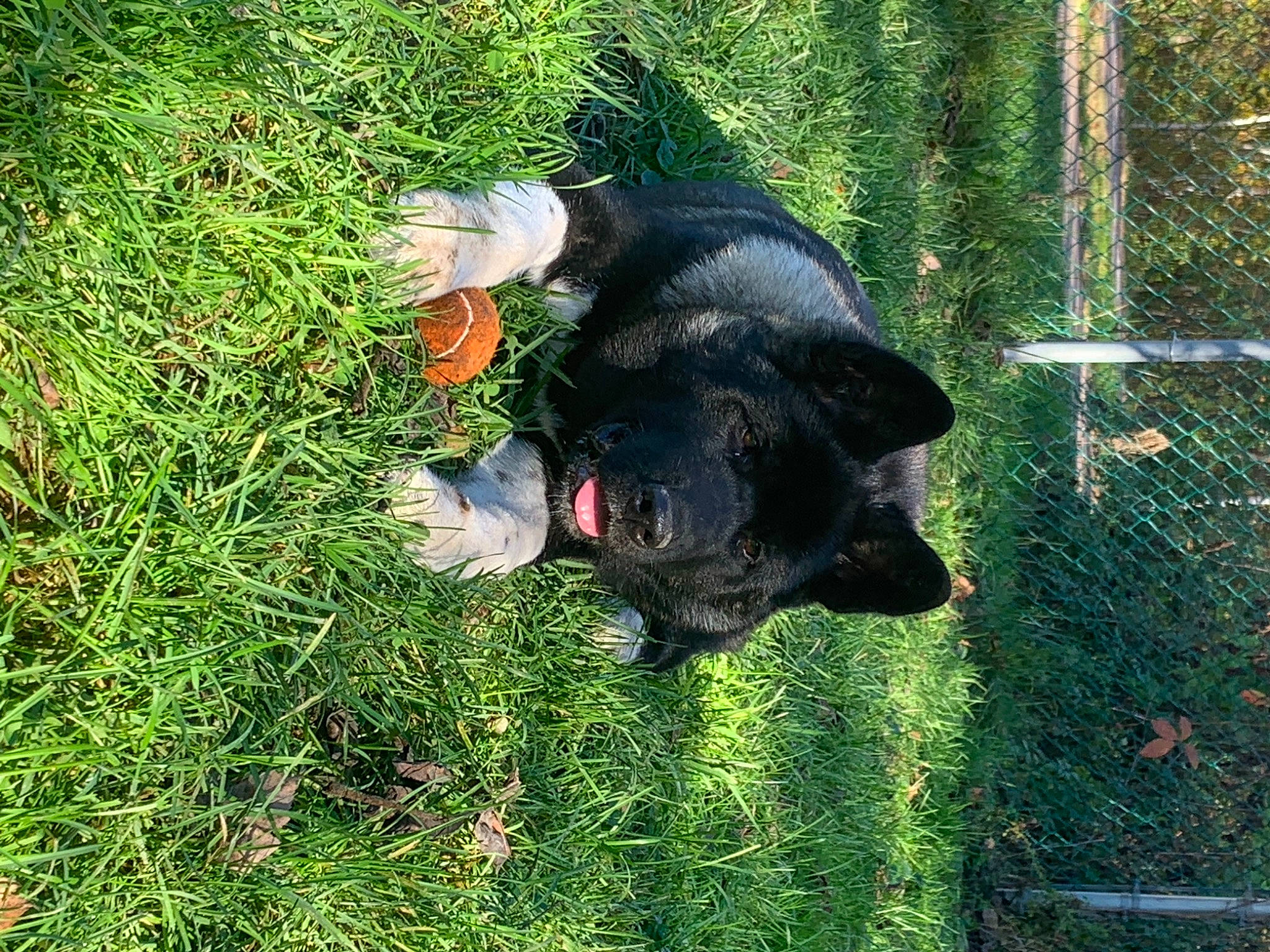 Anikah is registered to the contest to win money with this photo: canidae, carnivore, companion_dog, dog, dog_breed, fur, grass, groundcover, guard_dog, hunting_dog, mesh, people_in_nature, pet_supply, plant, snout, sporting_group, tail, terrestrial_animal, terrestrial_plant, working_animal