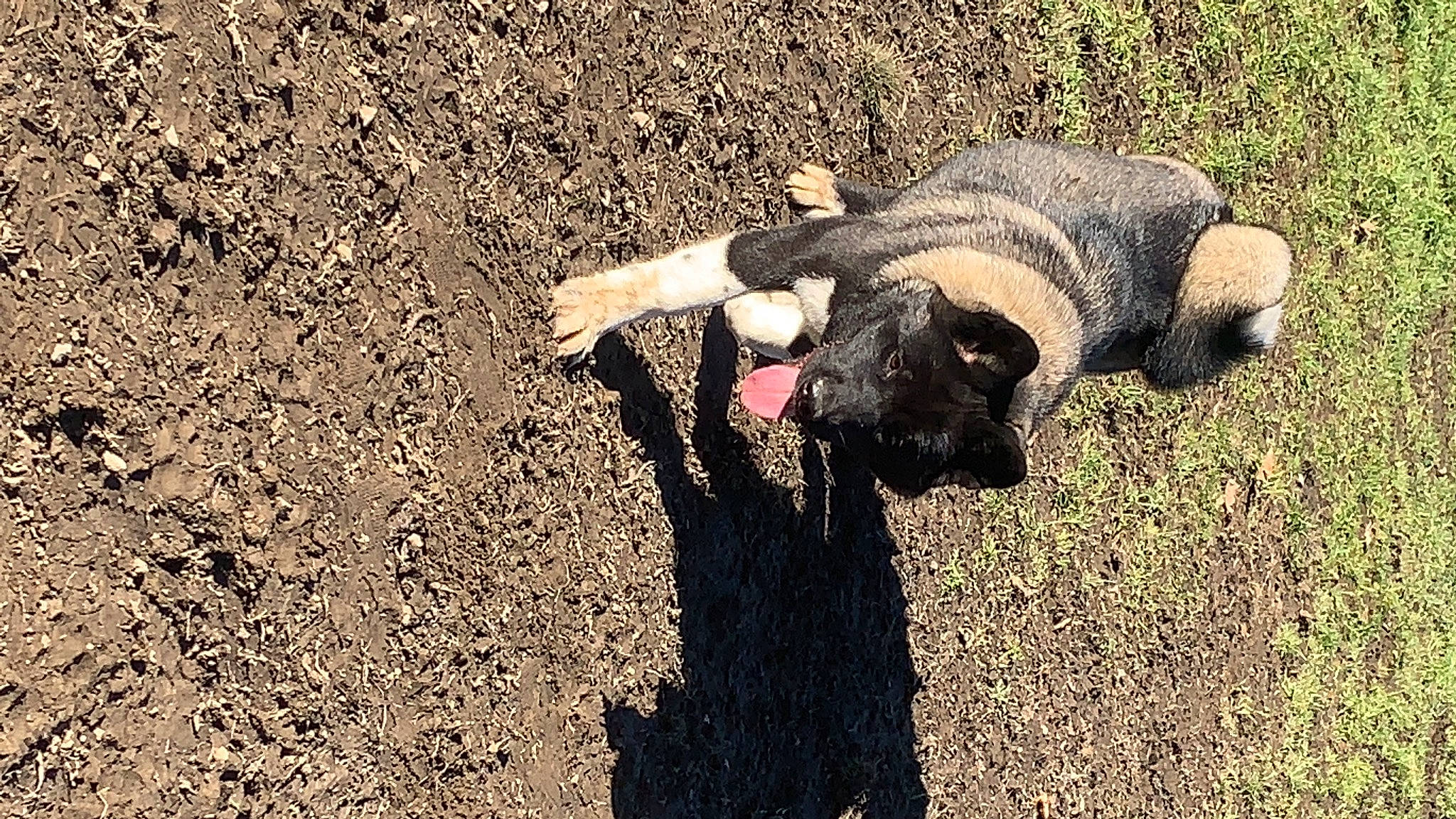 Anikah is registered to the contest to win money with this photo: agriculture, asphalt, dog_breed, fawn, field, fur, grass, grassland, landscape, people_in_nature, road_surface, shadow, sheep, snout, soil, sporting_group, tail, terrestrial_animal, tints_and_shades, working_animal