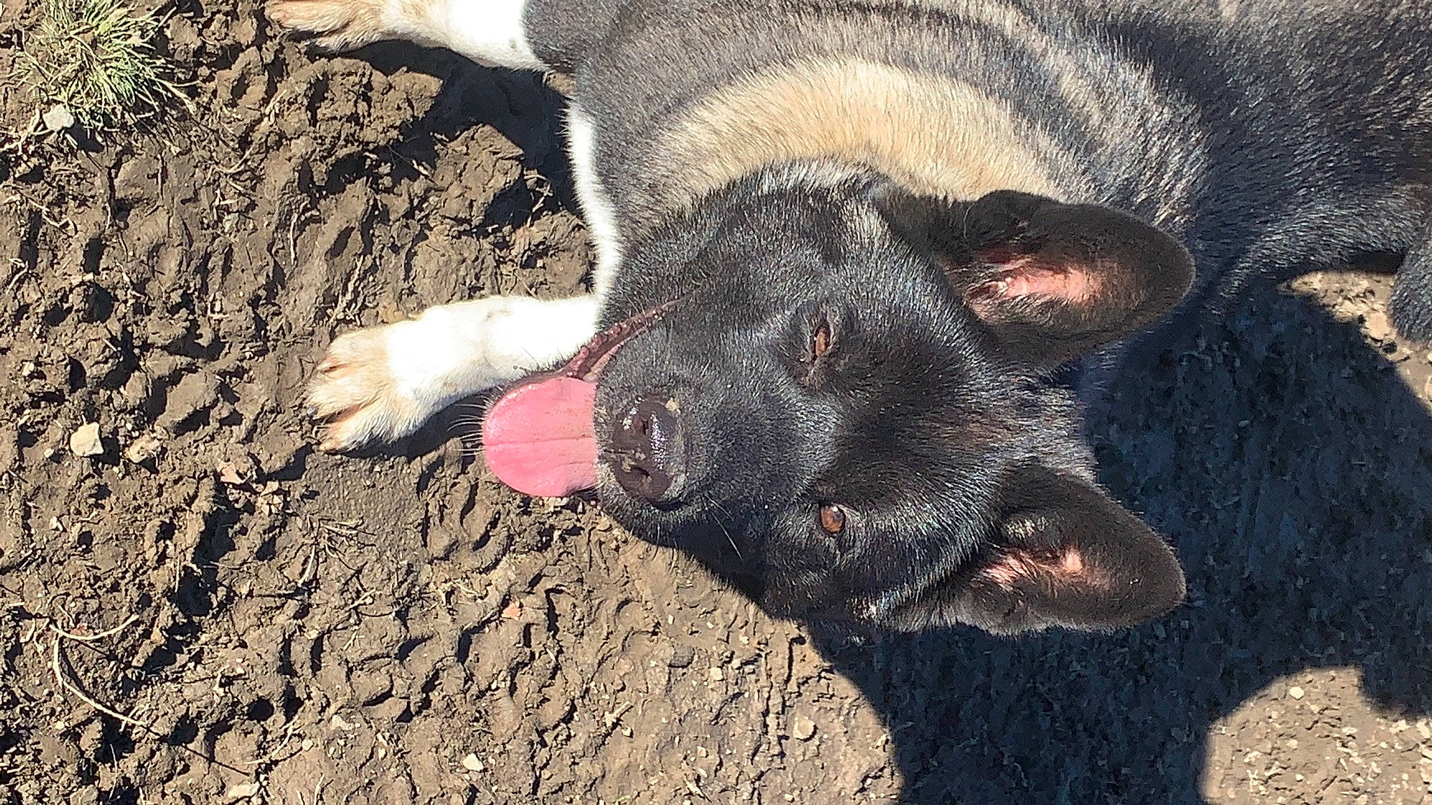 Anikah is registered to the contest to win money with this photo: canidae, carnivore, claw, companion_dog, dog, dog_breed, domestic_pig, fawn, foot, fur, guard_dog, non_sporting_group, paw, soil, sporting_group, suidae, terrestrial_animal, whiskers, working_animal, wrinkle