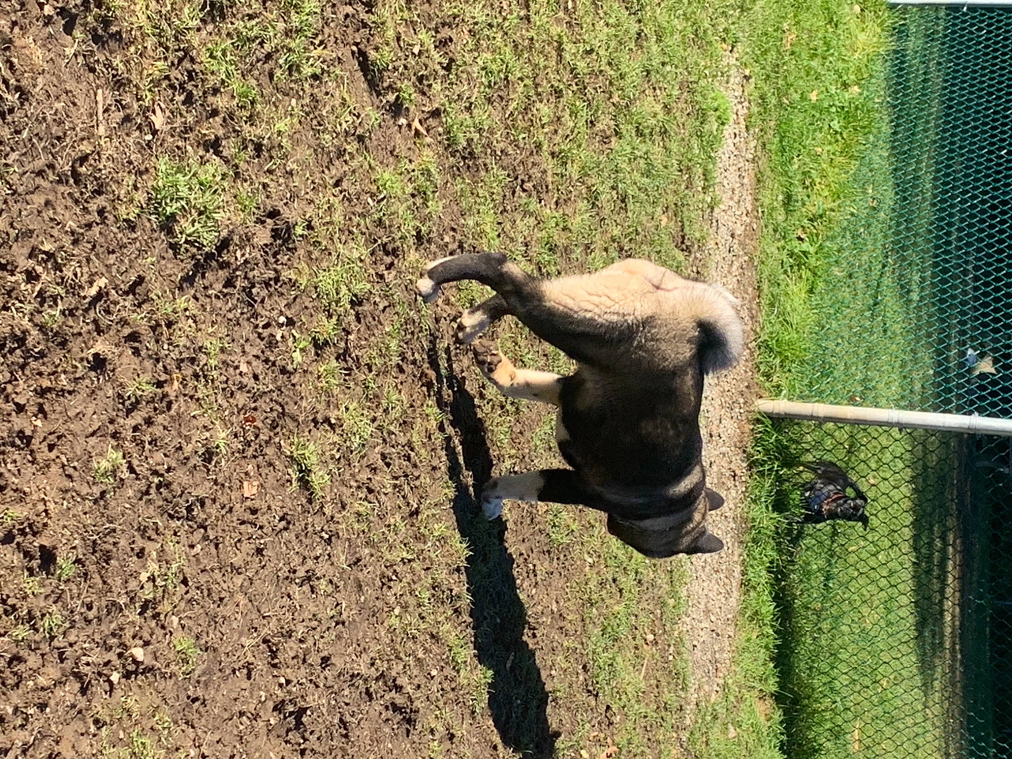 Anikah joined the competition — help win amazing prizes! beak, bovine, canidae, dog_breed, fawn, grass, landscape, livestock, mesh, plant, shadow, soil, sporting_group, tail, terrestrial_animal, trunk, wildlife, wire_fencing, wood, working_animal