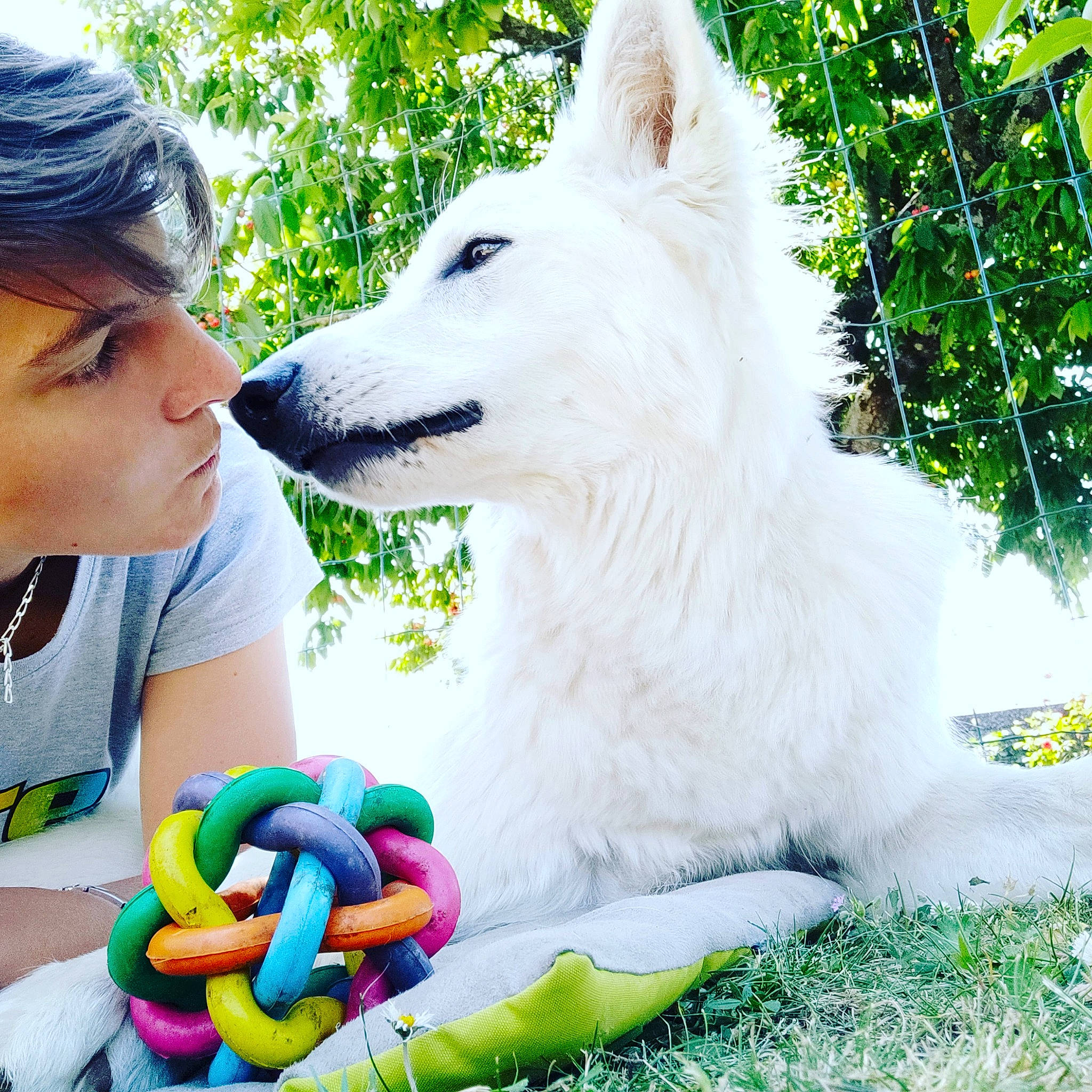 Oz. a rejoint le concours — aidez-le/la à gagner de superbes lots ! berger_blanc_suisse, canidae, carnivore, companion_dog, dog, dog_breed, japanese_spitz, mammal, rare_breed_dog, samoyed, vertebrate, white_shepherd, working_dog