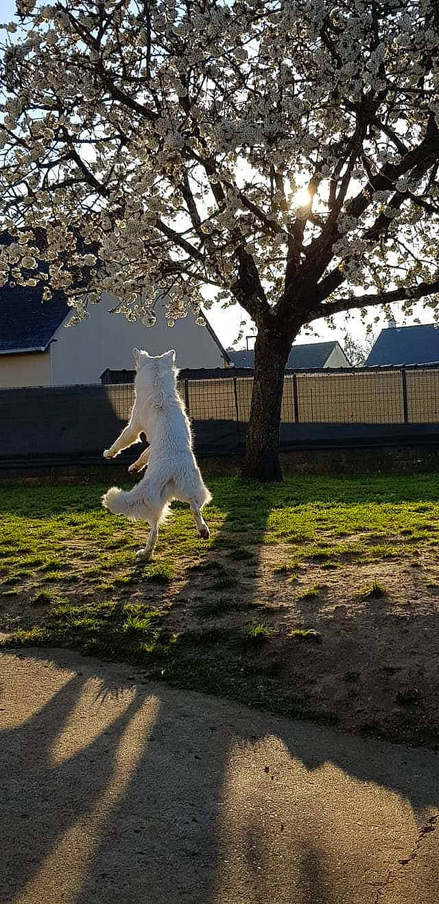 Oz. participe au concours pour gagner de l'argent avec cette photo : branch, canidae, grass, jumping, non_sporting_group, plant, sculpture, shadow, sporting_group, statue, tail, tree, white, white_shepherd