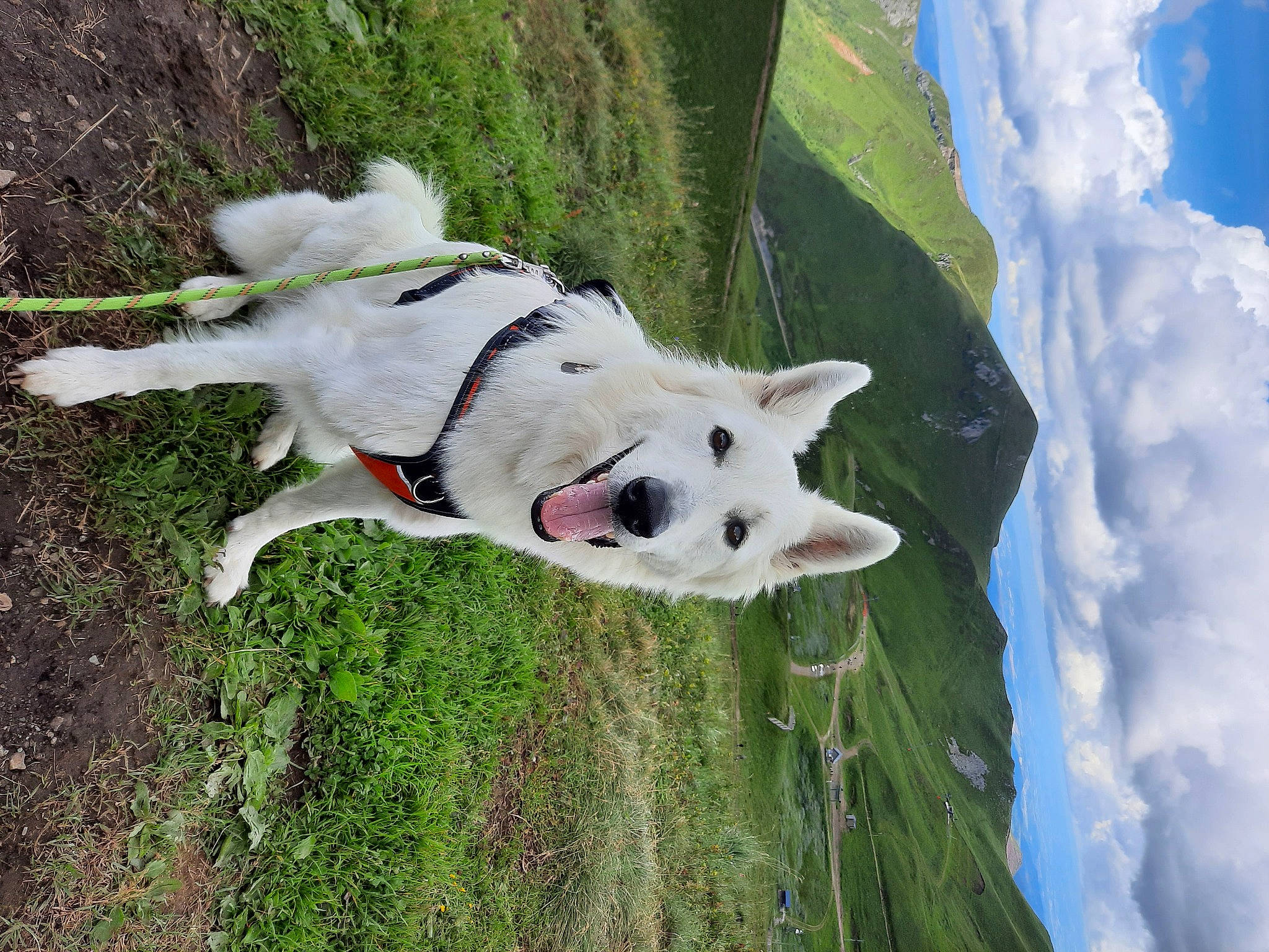 Oz participe au concours pour gagner de l'argent avec cette photo : adventure, carnivore, cloud, collar, companion_dog, cumulus, dog, dog_breed, glacial_landform, grass, mountain, non_sporting_group, plant, sky, sporting_group, tail, tree, water, working_animal, working_dog