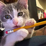 Gus joined the competition — help win amazing prizes! kitten, cat, pencil, biting, close_up, paw, whiskers, green_eyes, indoor, hand, tattoo, tshirt, logo_on_tshirt, shelf, bottles, container, desk, portrait, playful, pet