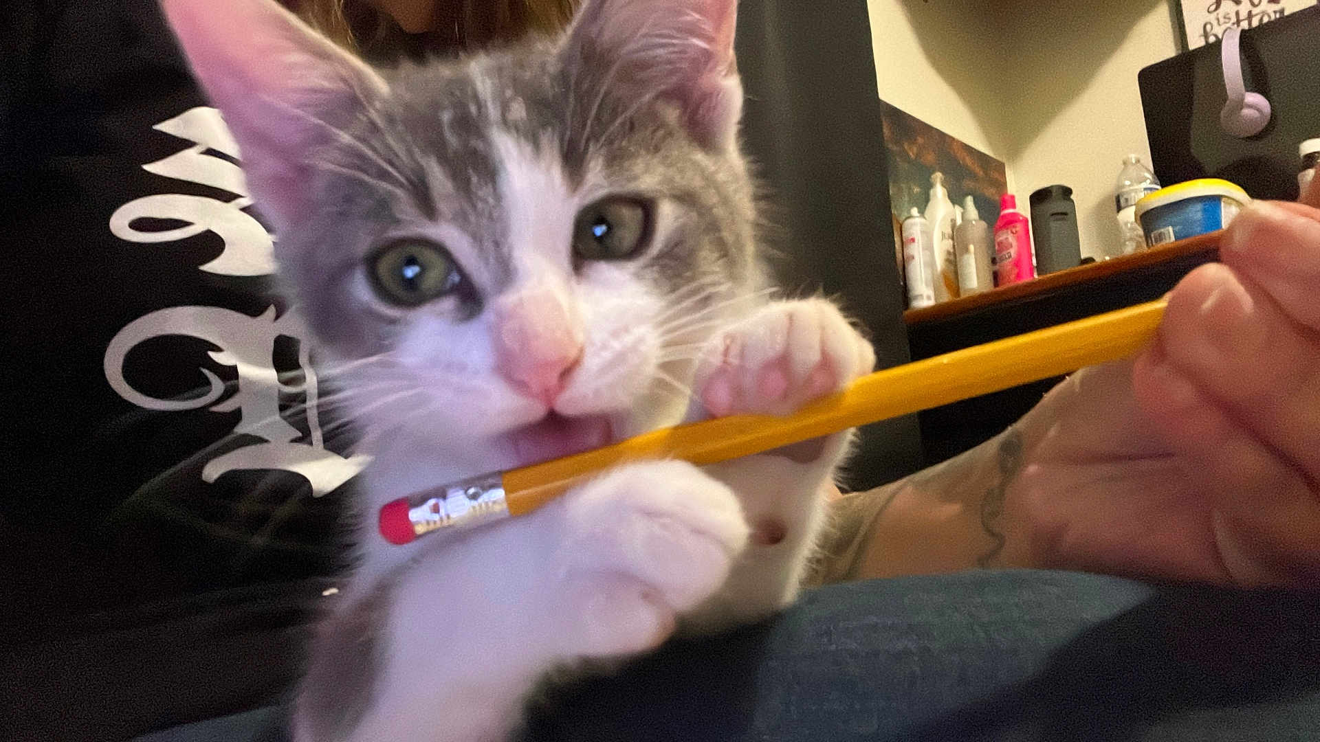 Gus joined the competition — help win amazing prizes! kitten, cat, pencil, biting, close_up, paw, whiskers, green_eyes, indoor, hand, tattoo, tshirt, logo_on_tshirt, shelf, bottles, container, desk, portrait, playful, pet