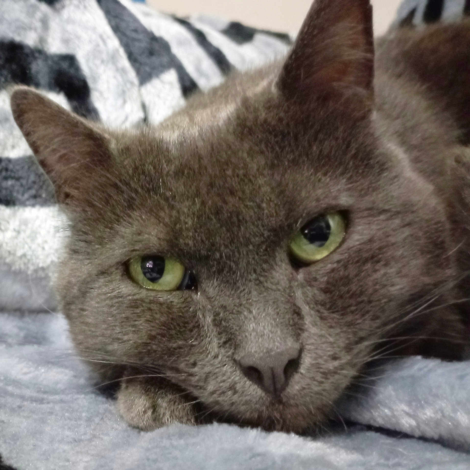 Benco participe au concours pour gagner de l'argent avec cette photo : abyssinian, angora, animal, blackcat, blanket, brasssection, cat, egyptiancat, gray, horn, kitten, manx, musicalinstrument, pet, snout