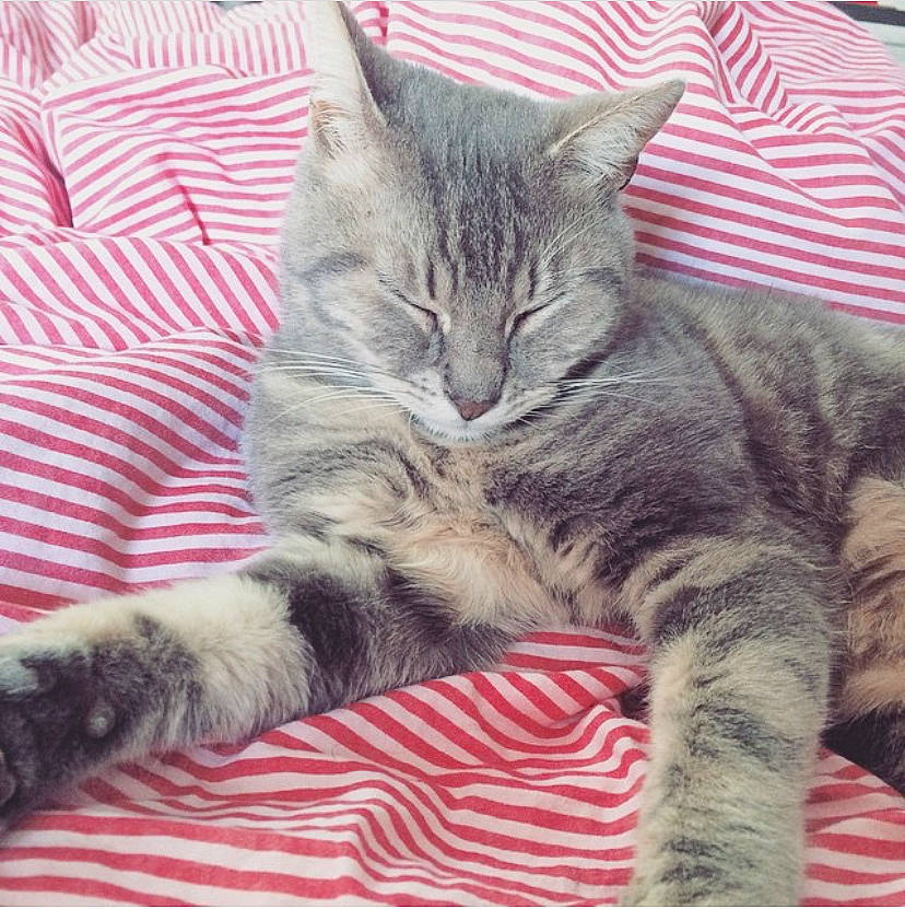 Grisou a rejoint le concours — aidez-le/la à gagner de superbes lots ! american_shorthair, asian, british_semi_longhair, california_spangled, carnivore, cat, domestic_short_haired_cat, dragon_li, european_shorthair, felidae, fur, kitten, mammal, nap, pixie_bob, small_to_medium_sized_cats, tabby_cat, vertebrate, whiskers